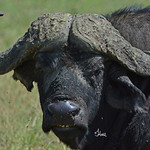 Don't Mess With Me! Cape Buffalo looking very mean - 3864b+