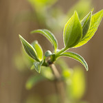 Awakening - Spring 2015