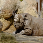 Rhinocerotidae