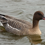 Pink-footed Goose