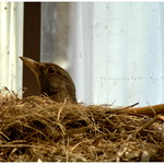 Here she comes again