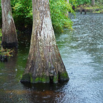 Cypress- Pond Cypress, Florida, Kissimmee