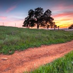 Oak, Path, Sunset