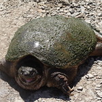 Snapping Turtle 2 (EXPLORED)