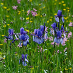 Flowers from Planinsko polje