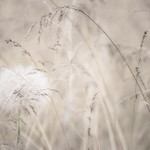 Not quite monochrome