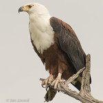 African Fish Eagle - Haliaeetus vocifer