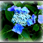 P1150186 Blue Hydrangea