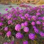 Desert flowers