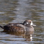 Harlequin Duck-Histrionicus histrionicus