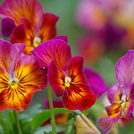 Colorful pansy flower