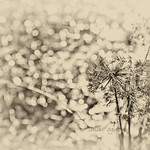 Endless River.... hmbt