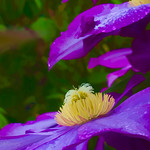 Clematis-Purple-Art