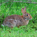 cottontail