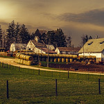 Lingering in Morning's Radiance ...HFF