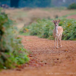 Richmond Park London