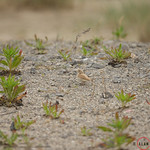 Bar-tailed Lark AM8Q5026.jpg