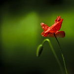 Luce verde - Green light