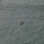 Fulmar / Pombalete (Fulmarus glacialis)