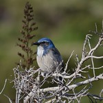Western Scrub-Jay