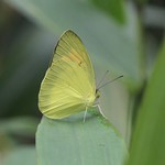 Longtan/龙潭 - Male Ixias pyrene/Yellow Orange Tip/异粉蝶 2159