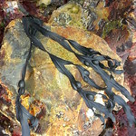 Seaweed