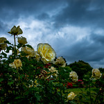 Rain is coming 山雨欲來