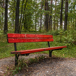 Lonely bench in the forest