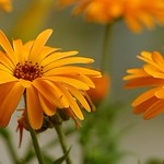 calendulae