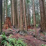 A view of the forest