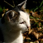 cat, Higashiosaka, Japan