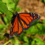Monarch Butterfly