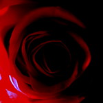 Macro Mondays- Shadow Play