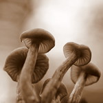 Fungi Fun