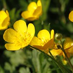 Buttercups