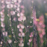 Sauerampfer / Sorrel