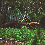 Iguanans_CN905_003