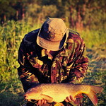 Common Carp - River Carp