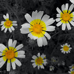 Daisies B&W