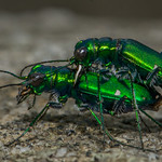 Spotting a Six-spotted's Aedeagus