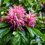 An explosion of pink