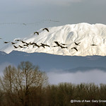 Mount St. Helens Landscape
