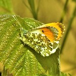 Orange tip butterfly