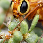 Ichneumon wasp feeding