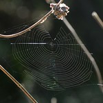 Spider orb web in Black Sage