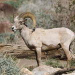 Bighorn Sheep