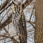 Hibou moyen-duc / Long-eared owl
