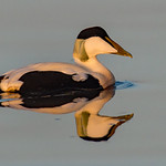 Eider