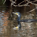 Red vs blue/green (2/2) : Cormorant