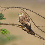common kestrel
